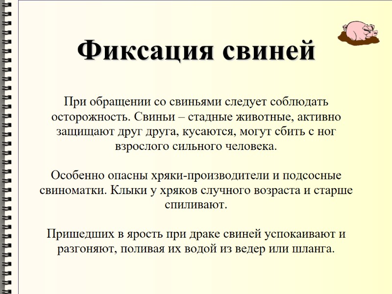 Фиксация свиней При обращении со свиньями следует соблюдать осторожность. Свиньи – стадные животные, активно